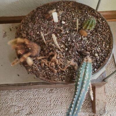 Lot 292: Potted Cactus