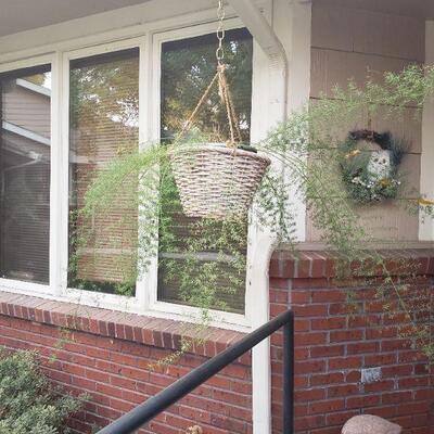 Lot 298: Hanging Plant