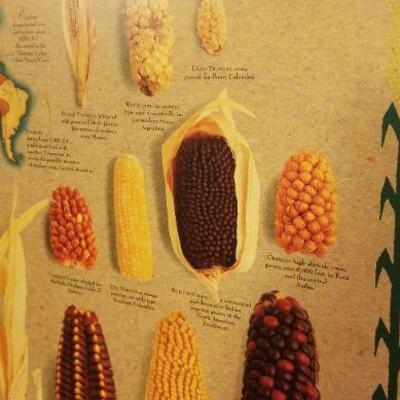 Lot #531: Vintage INDIAN CORN Variety Posterboard 36" x 24" 