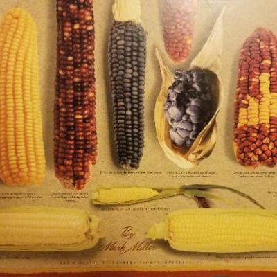 Lot #531: Vintage INDIAN CORN Variety Posterboard 36" x 24" 
