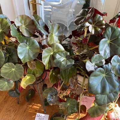 A - 557. Pair of Begonia Live Plants with Stands
