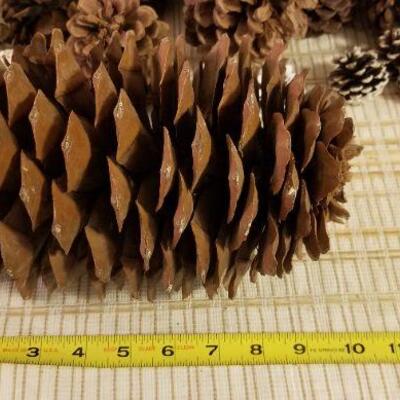 Lot #621: Huge Pinecone Lot 