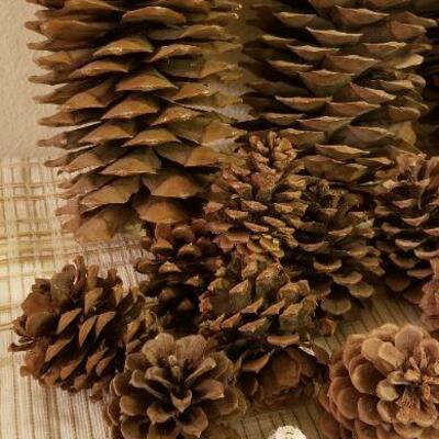 Lot #621: Huge Pinecone Lot 