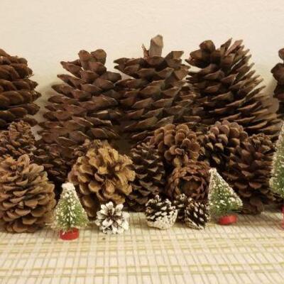 Lot #621: Huge Pinecone Lot 