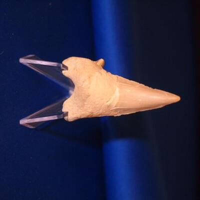 Facilized Sharks Tooth