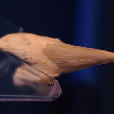 Facilized Sharks Tooth