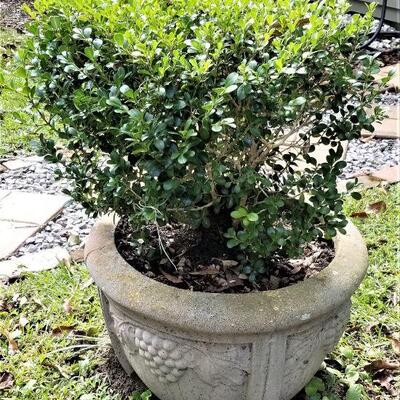 Lot #66  Pair of Vintage Concrete Planters