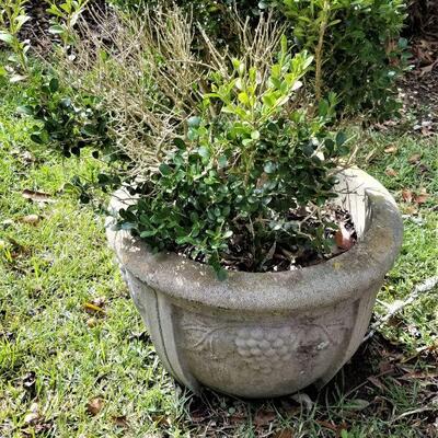 Lot #66  Pair of Vintage Concrete Planters