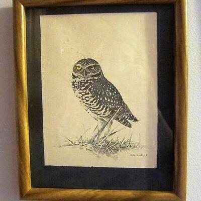3 framed owl prints