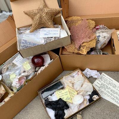 LOT 219  COLLECTION OF SPECIMEN SEA SHELLS CORAL & ABALONE