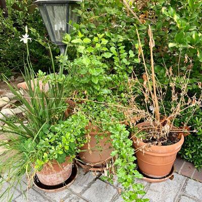 LOT 222   GROUP OF 3 PLANTS IN TERRA COTTA PLANTERS