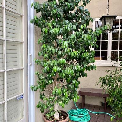LOT 226 LARGE HEALTHY MATURE FICUS TREE