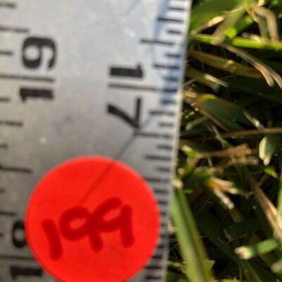 199: Vintage  Yard Sticks