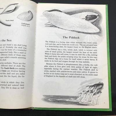 “A Maxton Book About: Seashells“ Children’s Children’s 1954