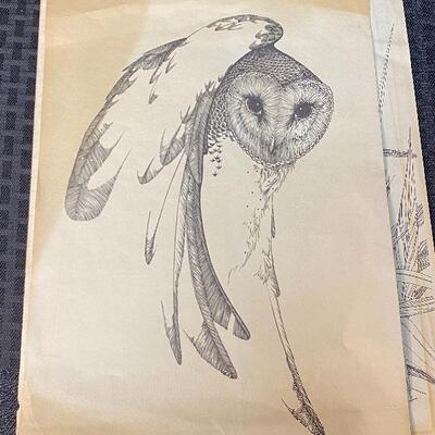 Set of Vintage Owl Drawings and Prints