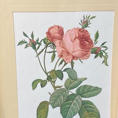 Unframed Rose Prints