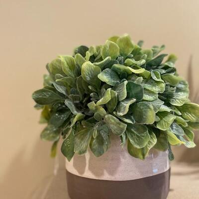 Silk plant 