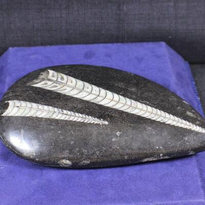 LOT#325: High Polished Fossil