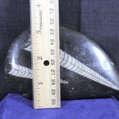 LOT#325: High Polished Fossil