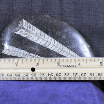 LOT#325: High Polished Fossil