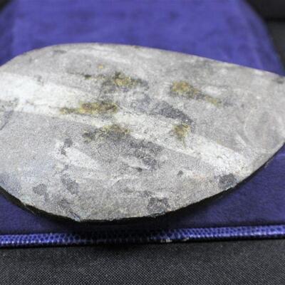 LOT#325: High Polished Fossil