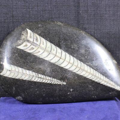 LOT#325: High Polished Fossil