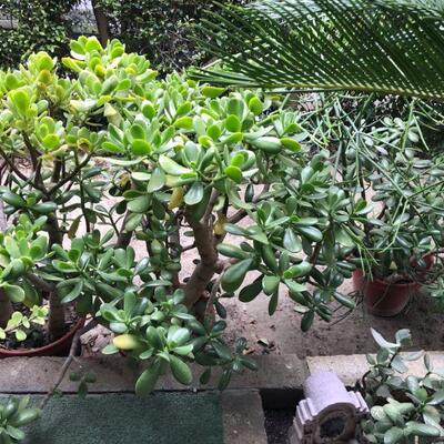 Vintage Pagoda Bird Bath and Potted Plants (131)