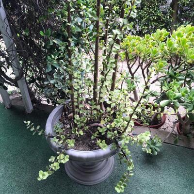 Vintage Pagoda Bird Bath and Potted Plants (131)