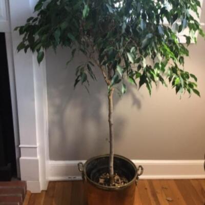 B - 419: Live Ficus Tree with Brass Planter 