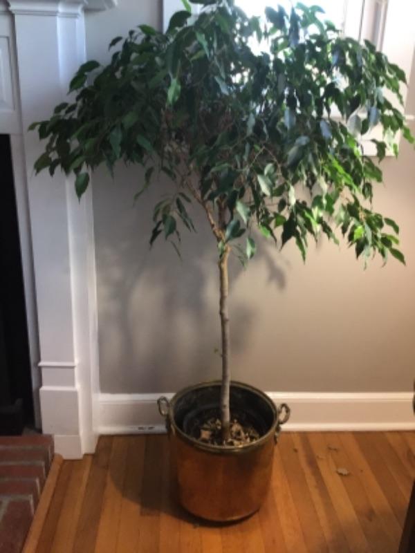 B 419 Live Ficus Tree with Brass Planter