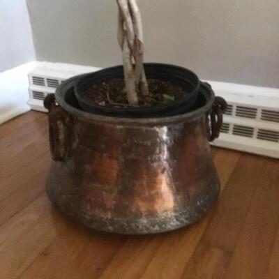 B - 422: Live Ficus Tree in Antique Copper Pot  
