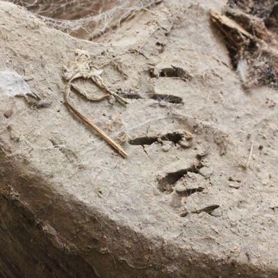 Lot 48 Margaret Hudson Md./Sm. Bears