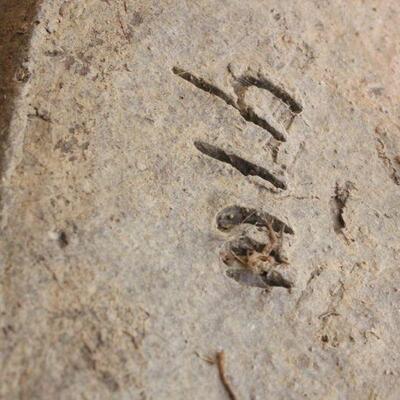 Lot 50 Margaret Hudson Md. Duck