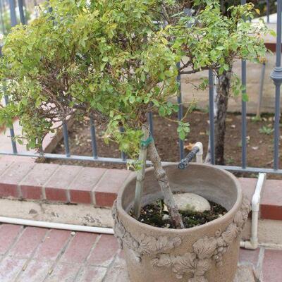 Lot 216 Margaret Hudson Grape Pot w/ Rose Tree