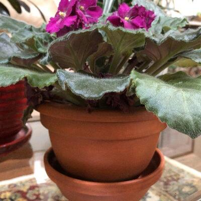 L1:  Live African Violet House Plant