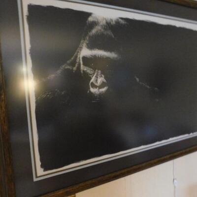 Large Framed Print with Showcase Light Wildlife Gorilla 43