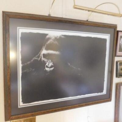 Large Framed Print with Showcase Light Wildlife Gorilla 43
