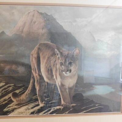 Framed Art Mountain Lion Signed by Charles Frace Print #331 34