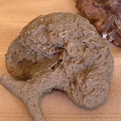 LOT 96 Petrified Wood
