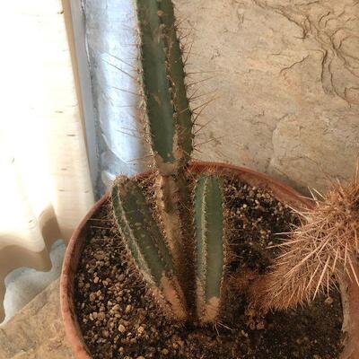 #93 Cactus in Clay pot
