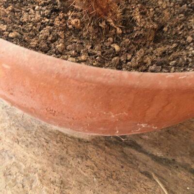 #93 Cactus in Clay pot