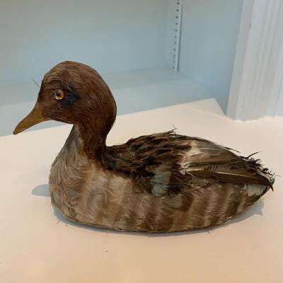 Vintage Feathered Duck