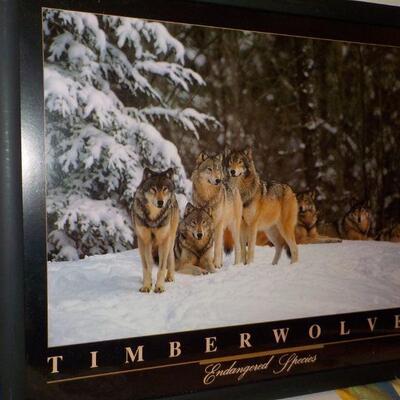 Amazing pictured framed of Timber wolf.
