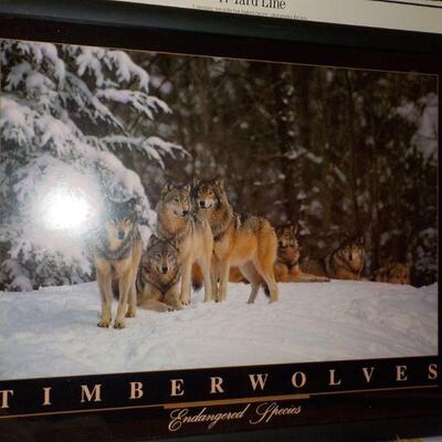 Amazing pictured framed of Timber wolf.