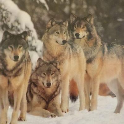 Amazing pictured framed of Timber wolf.