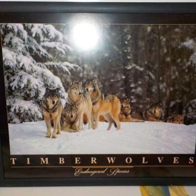 Amazing pictured framed of Timber wolf.