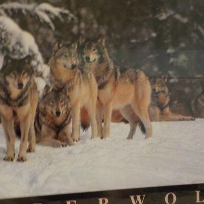 Amazing pictured framed of Timber wolf.