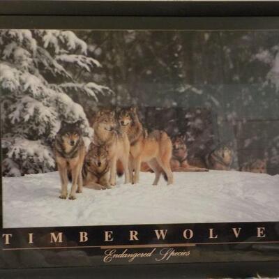 Amazing pictured framed of Timber wolf.