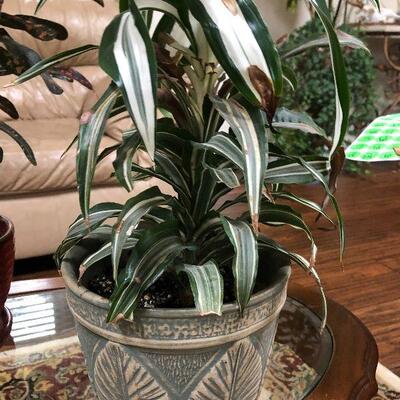 L2: Live Dracaena Reflexa House Plant