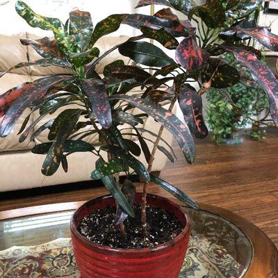 L3: Live Spotted Croton House Plant